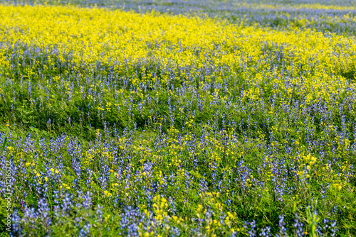 Blue lupine flowers and yellow rape flowers in a field among green grasses on a sunny day. Summer. © W Korczewski