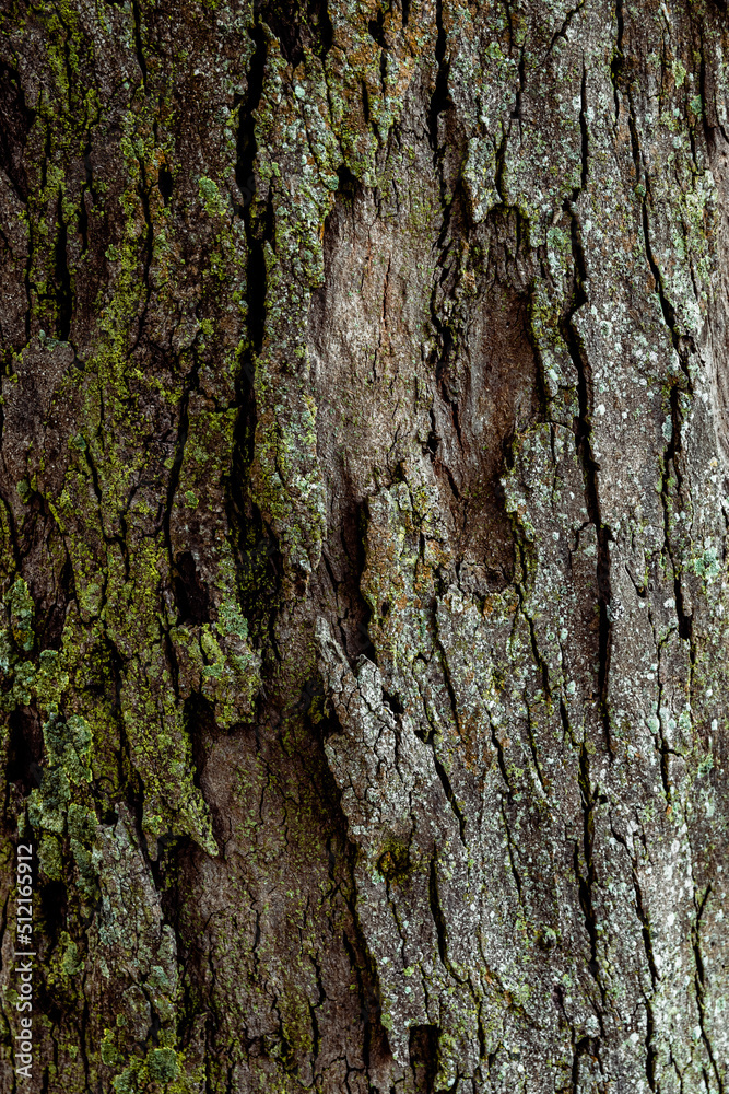 Tree's textures