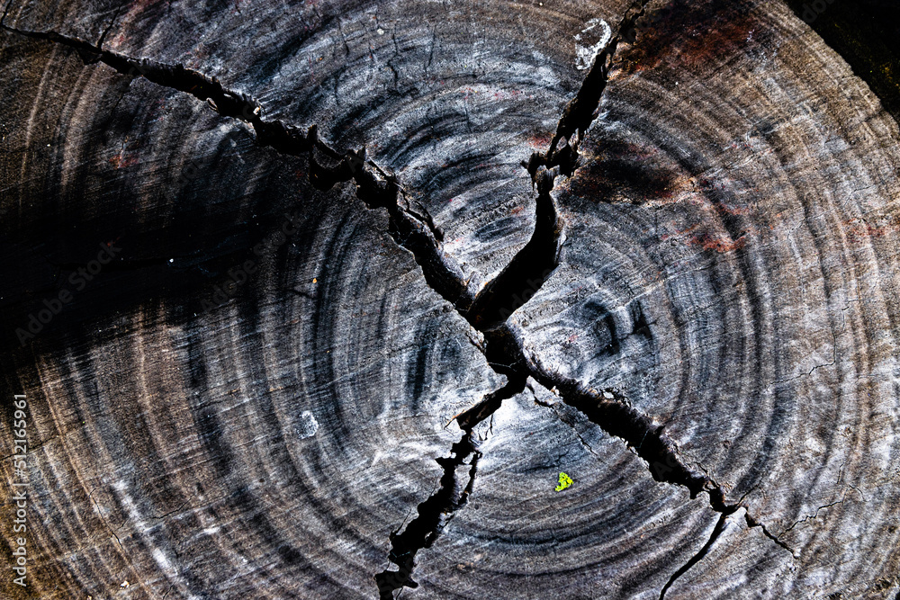 Wooden textures from trees