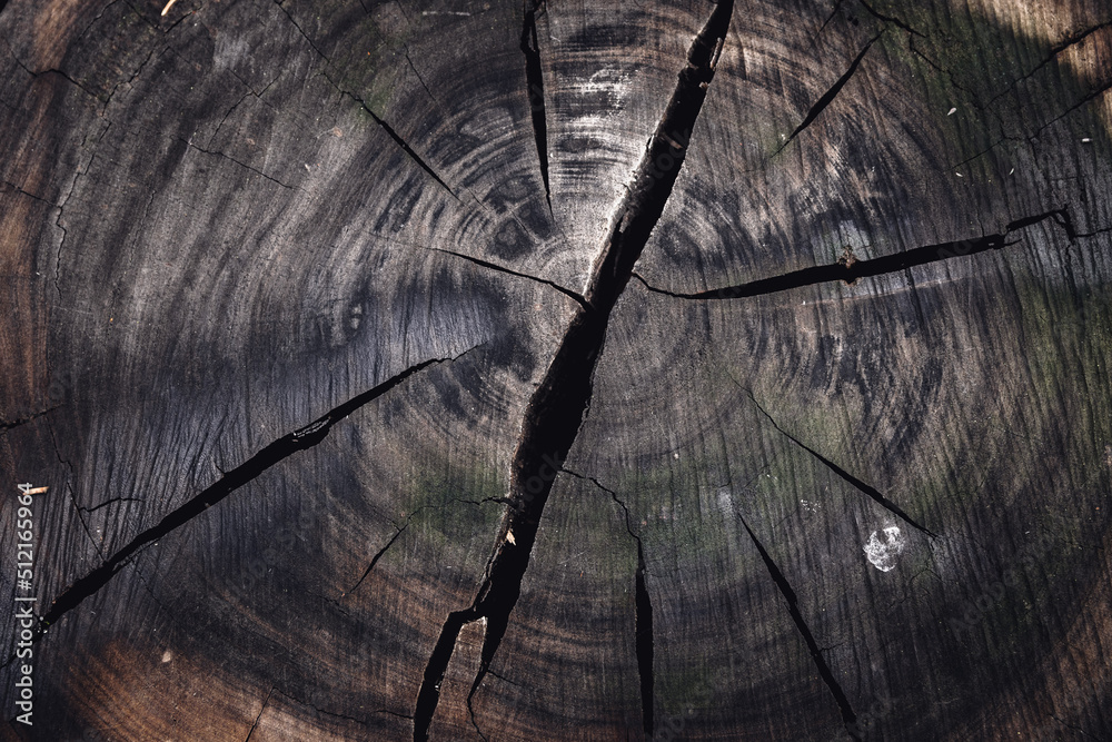 Wooden textures from trees