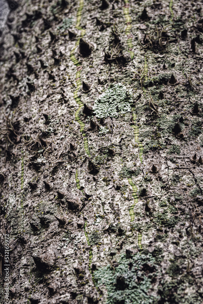 Wooden textures from trees