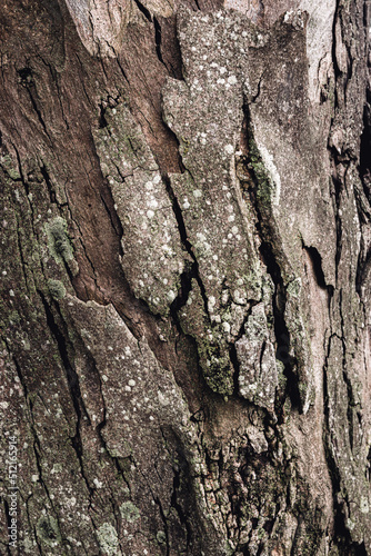 Obraz na płótnie Tree's textures w salonie