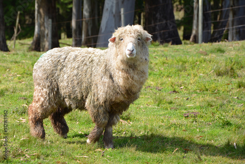 ovina oveja en el campo sin con lana photo