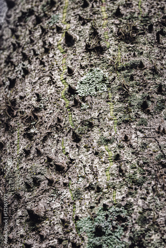 Obraz na płótnie Wooden textures from trees w salonie