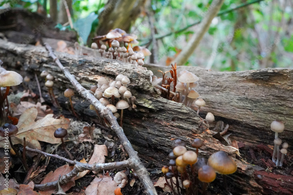 Close up of mushrooms growing on a rotten log Close up of mushrooms growing on a rotten log