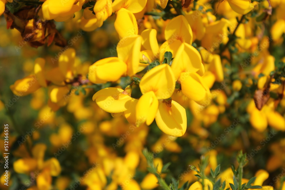 Yellow Scotch Broom, yellow flowers on the side of the road. North America spring Yellow Scotch Broom, yellow flowers on the side of the road. North America spring
