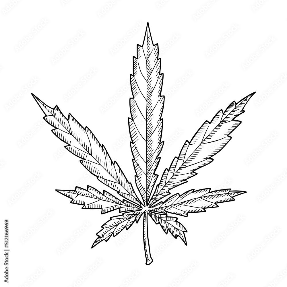 Vector sketch of cannabis leaf in doodle style isolated on white background. Vector sketch of cannabis leaf in doodle style isolated on white background.