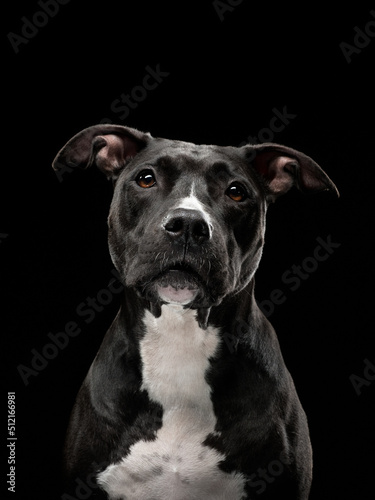 portrait of pit bull on black background, studio shot