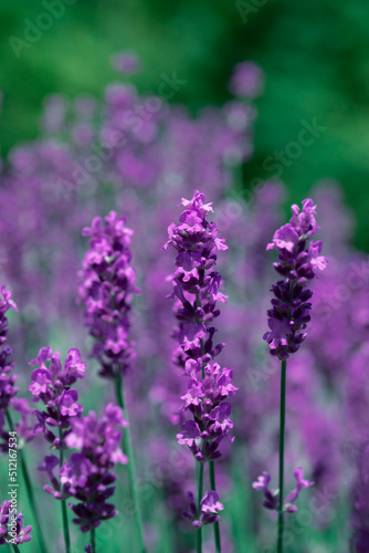 Blooming fragrant lavender flowers on a field..