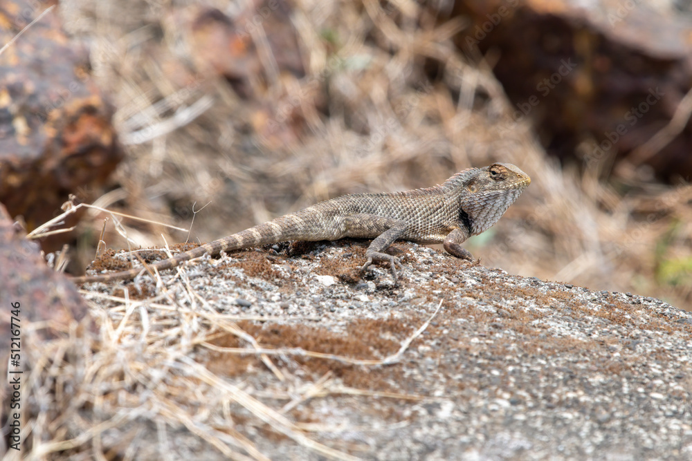 Oriental garden lizard, eastern garden lizard, Indian garden lizard (Calotes versicolor), an agamid lizard observed near Satara in Maharashtra, India Oriental garden lizard, eastern garden lizard, Indian garden lizard (Calotes versicolor), an agamid lizard observed near Satara in Maharashtra, India