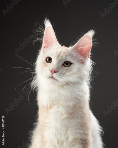 Maine Coon kitten portrait in studio