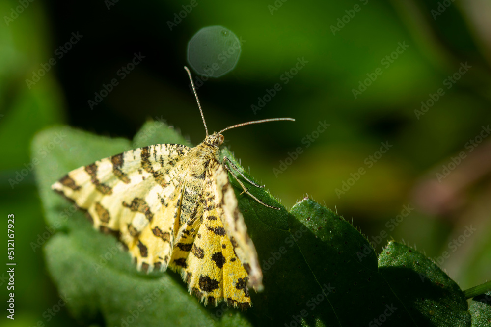 Obraz premium butterfly on leaf