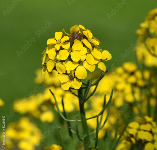 Gold lacquer, Cheiranthus, Cheiri