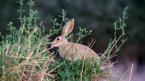 Cape hare(Lepus capensis) eating photo