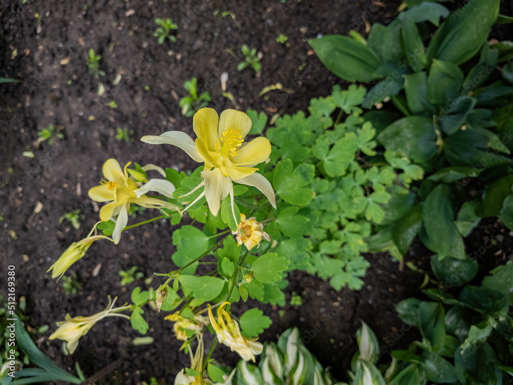 Yellow flowers of unusual shape in the garden Yellow flowers of unusual shape in the garden