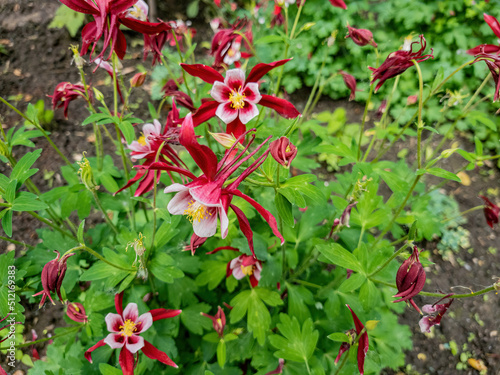 Red flowers of unusual shape in the garden