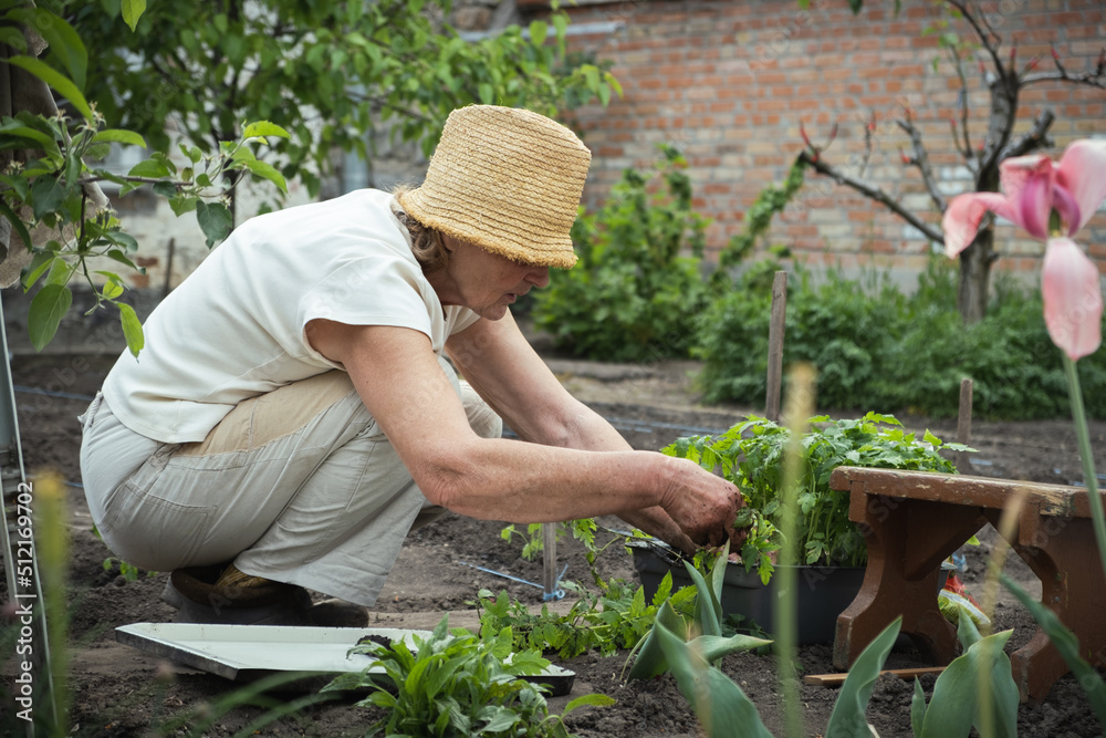 Senior caucasian woman planting tomato seedlings in the soil. Spring work in the garden