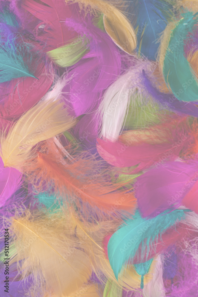 Colorful feather background. Colorful feather background.