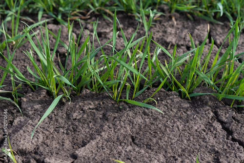 Cracked earth soil as a texture background. Top view.