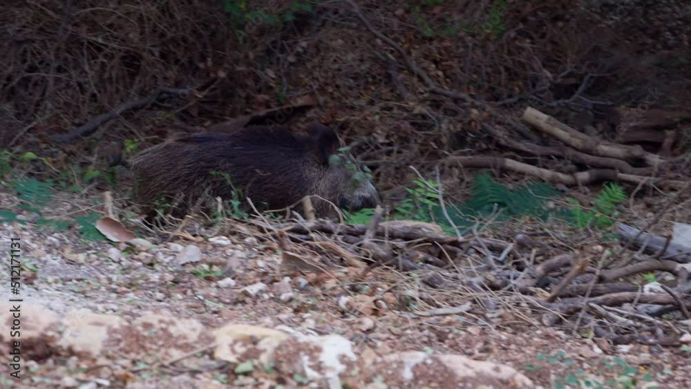 Wild Boar (Sus scrofa ) running in the woods Wild Boar (Sus scrofa ) running in the woods