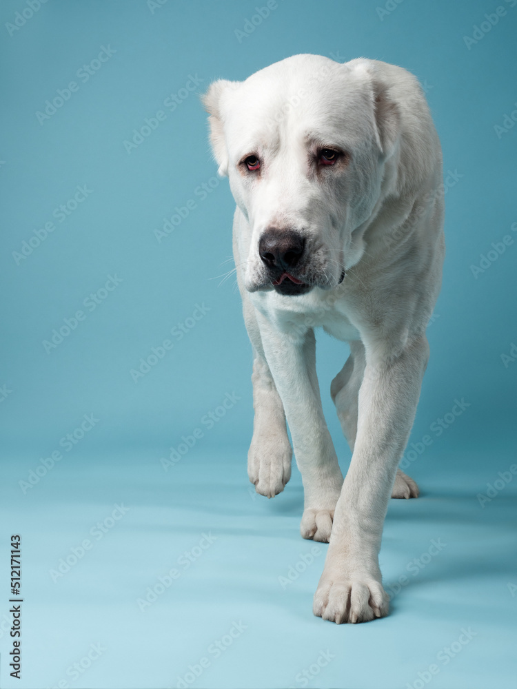 portrait of the Central Asian Shepherd Dog Alabai on a blue background