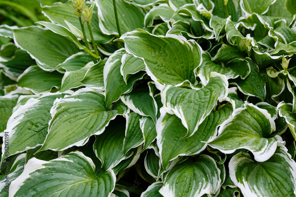 Green leaves Hosta in drops of water, raindrops close up in garden. Natural green background Green leaves Hosta in drops of water, raindrops close up in garden. Natural green background