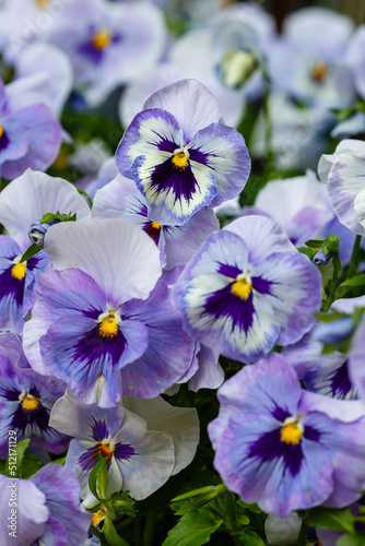  Blue viloa close up in garden. Beautiful flowers of viola in summer time