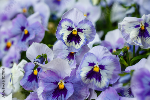  Blue viloa close up in garden. Beautiful flowers of viola in summer time