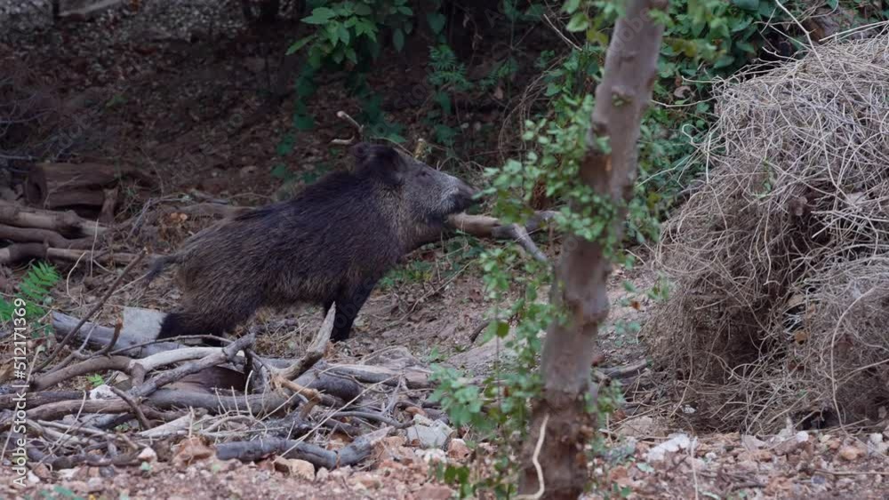 Wild Boar (Sus scrofa ) Smells and walks in the Carmel forest