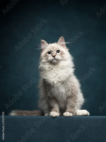 Portrait of neva masquerade kitten in studio