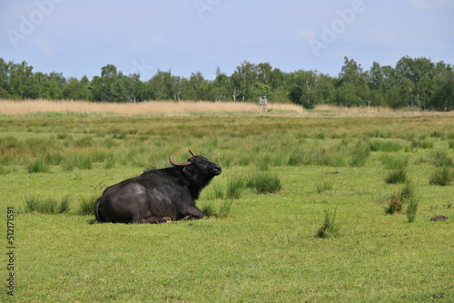 Wasserbüffel auf der Weide © ReNi