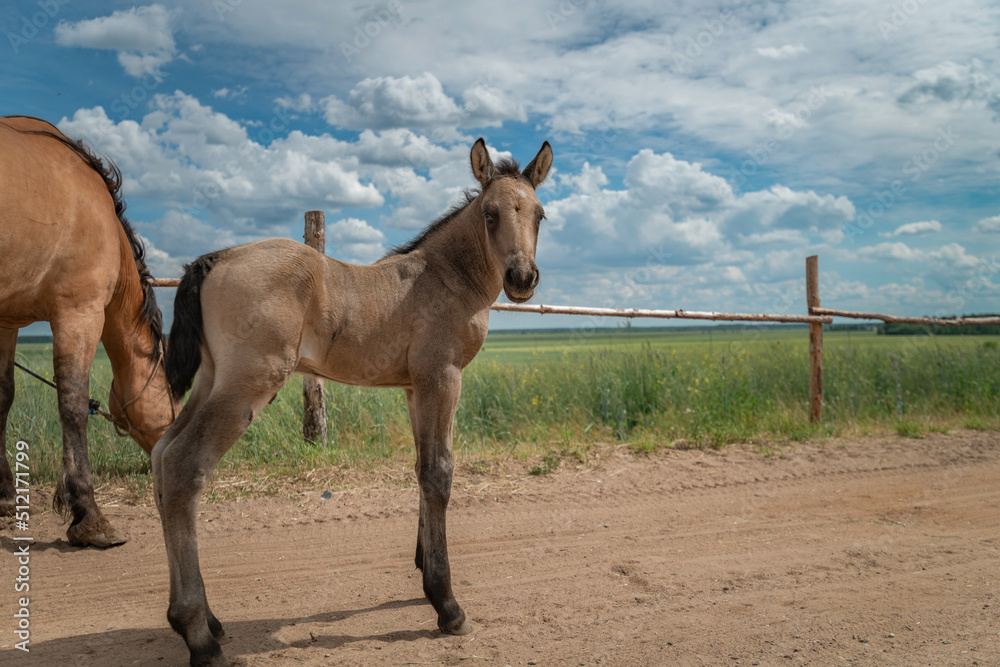 Fototapeta premium A young skinny foal is playing next to a farm.