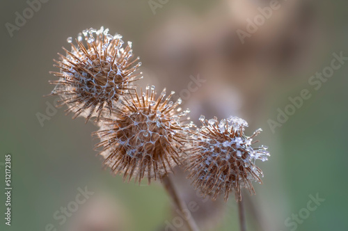 an blossom of a burdock in autumn