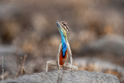Fotografie Sarada superba, the superb large fan-throated lizard, is a species of agamid liz