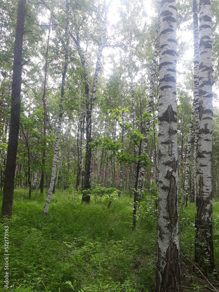 Obraz premium trees in the forest