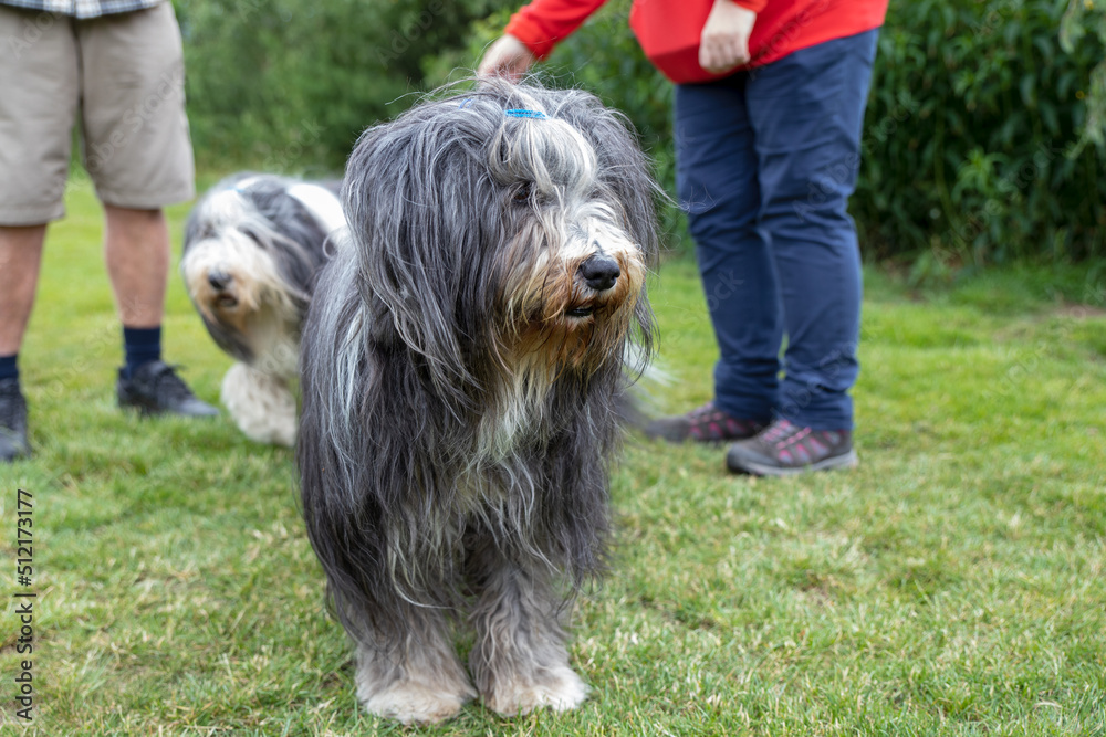The Bearded Collie dog breed was developed in Scotland to herd sheep and cattle in any weather or terrain. They function today as excellent family companions, show dogs, working sheepdogs.