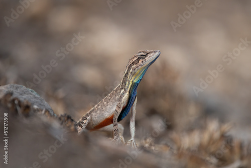 Sarada superba, the superb large fan-throated lizard, is a species of agamid lizard gives a superb display of dewlap in order to attract the female during the mating season © Mihir Joshi