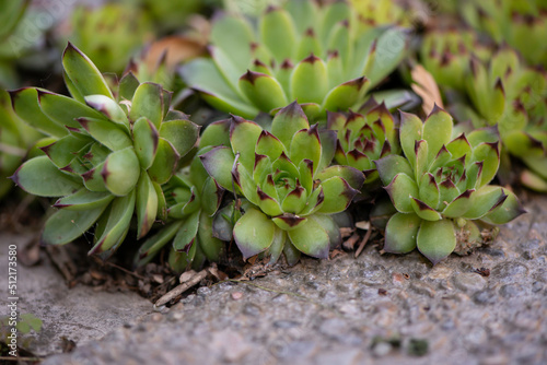 close up of a succulent