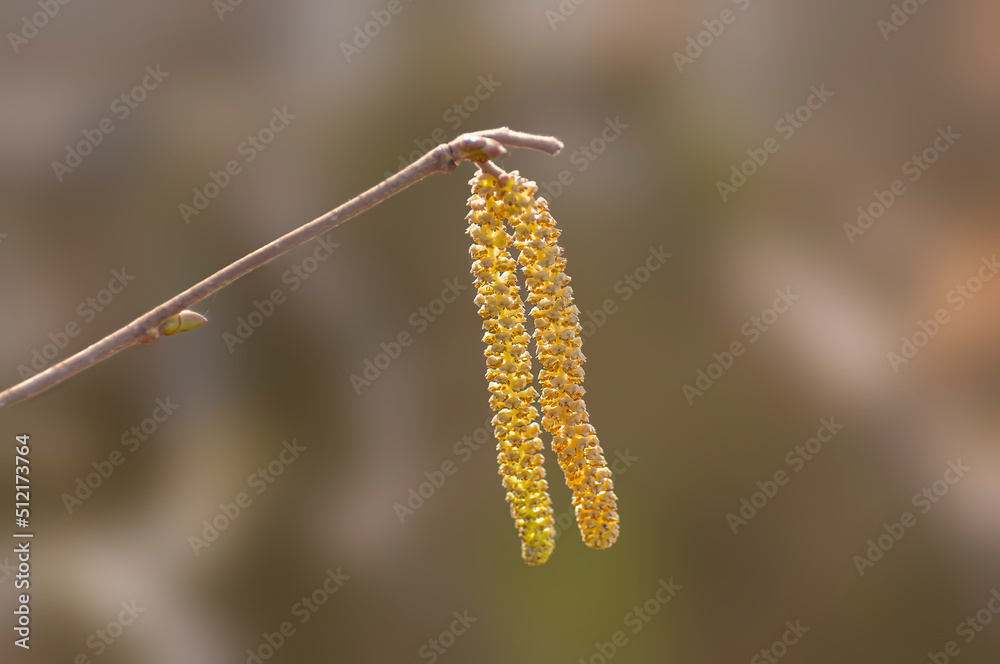 many brown hazelnut flowers on a branch many brown hazelnut flowers on a branch
