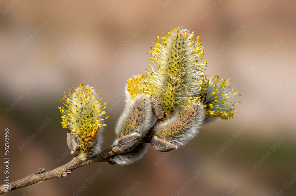 many blossoms on a branch of an willow tree many blossoms on a branch of an willow tree