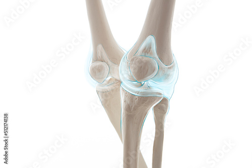 Knee meniscus leg bone pain, human leg anatomy illustration	
