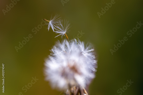 one withered thistle blossom in a meadow