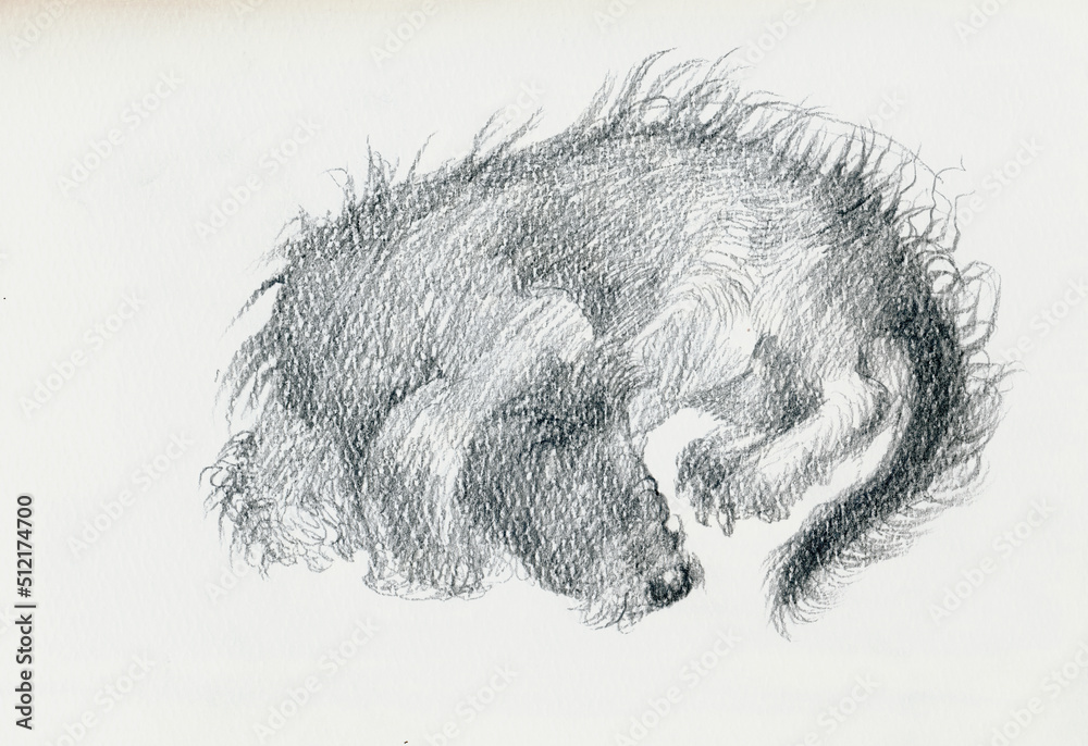 An hand drawn illustration, scanned picture - an dog, sleeping dachshund - pencil technique An hand drawn illustration, scanned picture - an dog, sleeping dachshund - pencil technique