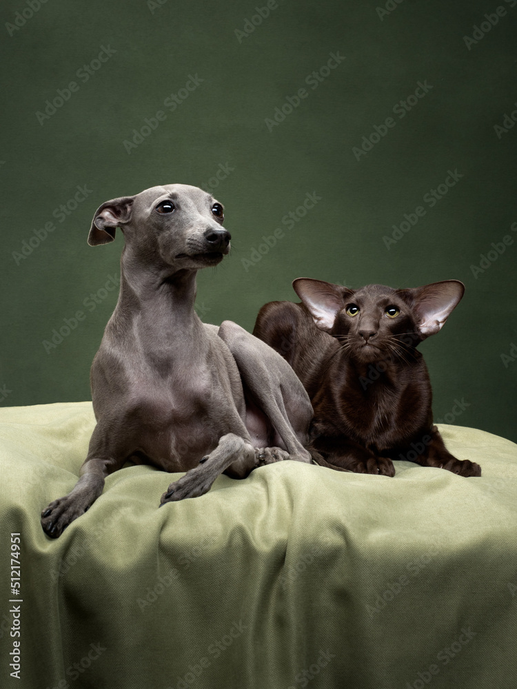 portrait of greyhound and oriental cat in green