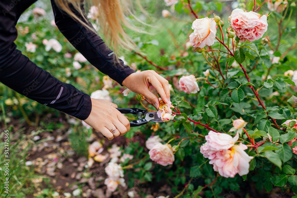 Woman deadheading spent rose hips in summer garden. Gardener cutting wilted flowers off with pruner.