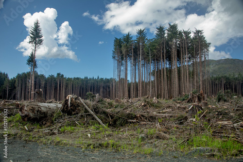 Logging Clear Cut