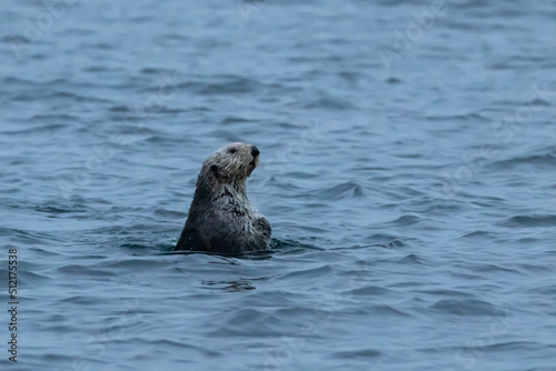 Sea Otter Looking Around © Dennis Laughlin