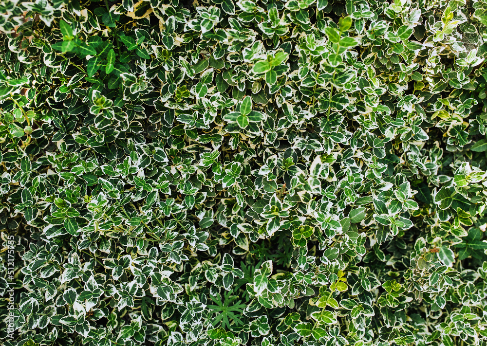 Background, texture of green foliage of euonymus. Photography of nature. Background, texture of green foliage of euonymus. Photography of nature.