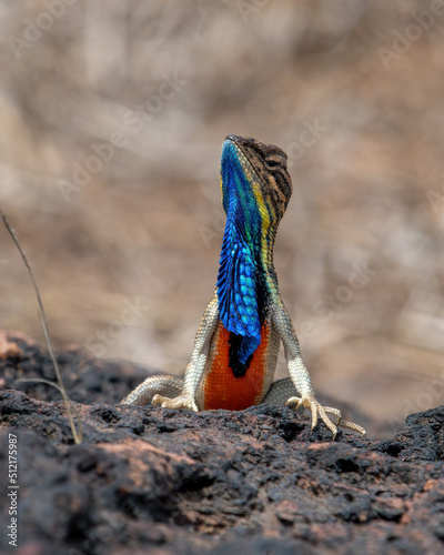 Billede på lærred Sarada superba, the superb large fan-throated lizard, is a species of agamid liz