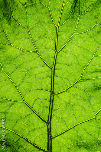 Texture, background of a leaf with curved lines of a perennial green plant Arctium close-up. Nature photography, macro, concept.